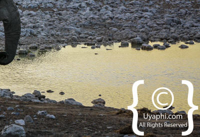 Images Of Etosha