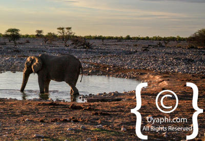 Images Of Etosha
