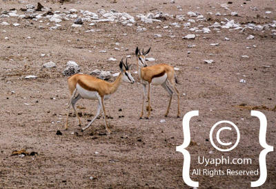 Etosha Photos