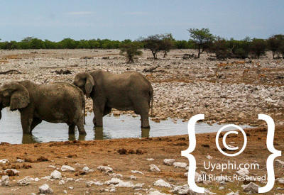 Etosha Photos