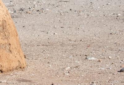 Himba Village Photos