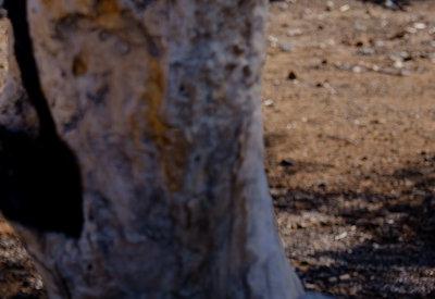 Images Of A Himba Village