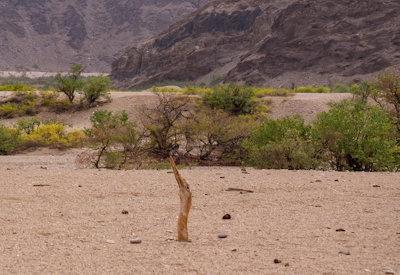 Hoanib River Valley Photos