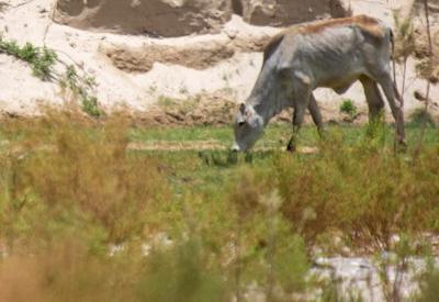 Images Of Hoarusib River Valley