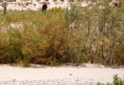 Images Of Hoarusib River Valley