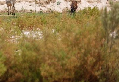 Images Of Hoarusib River Valley