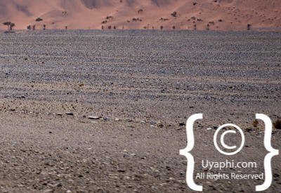 Namib Desert Photos