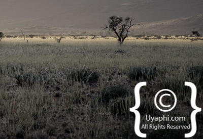 Namib Desert Photos