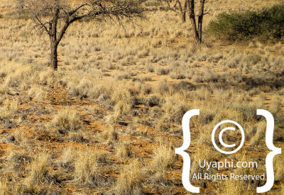 Images Of The Namib Desert