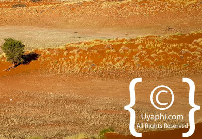 Images Of The Namib Desert