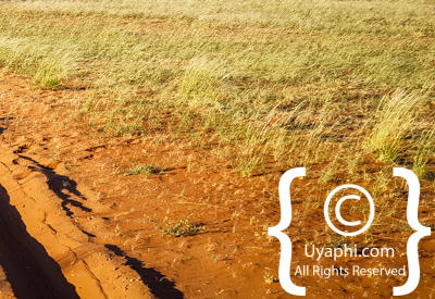 Images Of The Namib Desert