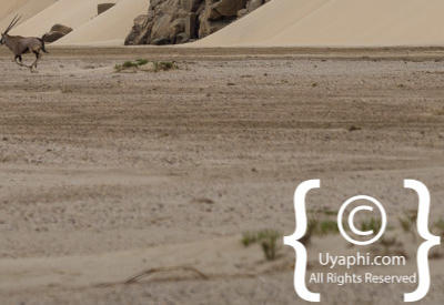Skeleton Coast Photos