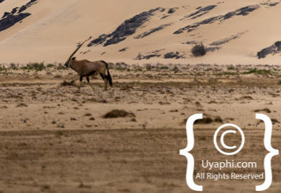 Skeleton Coast Photos