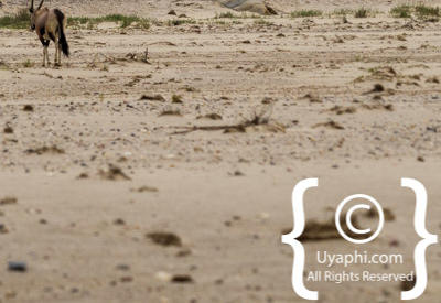 Skeleton Coast Photos