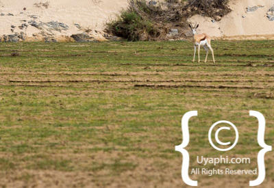 Skeleton Coast Photos