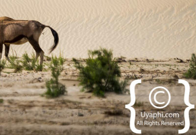 Skeleton Coast Photos