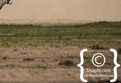 Skeleton Coast Photos