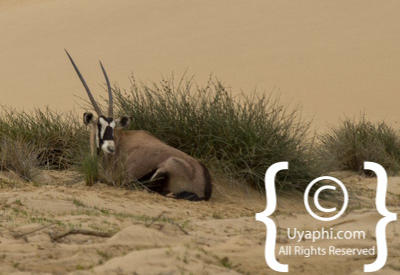 Skeleton Coast Photos