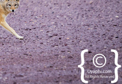 Images Of The Skeleton Coast