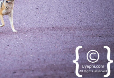 Images Of The Skeleton Coast