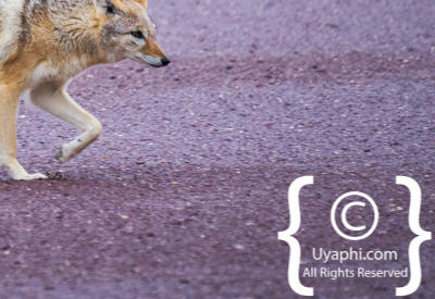 Images Of The Skeleton Coast