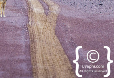 Images Of The Skeleton Coast