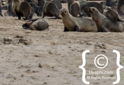 Images Of The Skeleton Coast