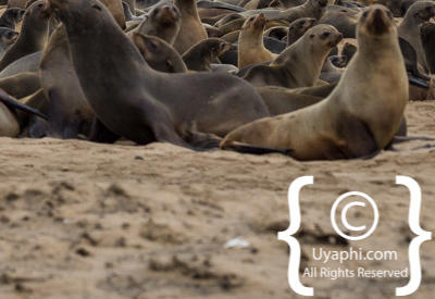 Images Of The Skeleton Coast