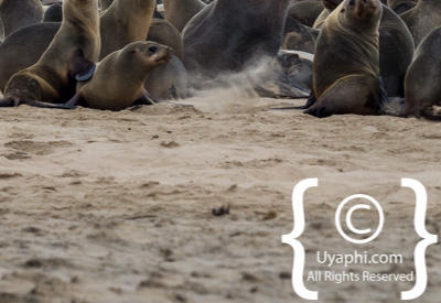Images Of The Skeleton Coast