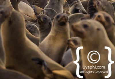 Images Of The Skeleton Coast