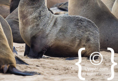 Images Of The Skeleton Coast