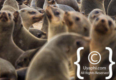 Images Of The Skeleton Coast