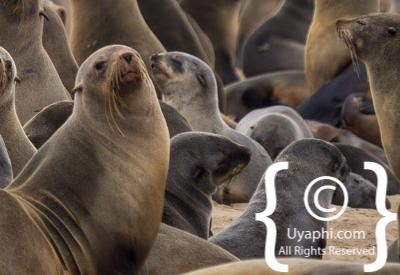 Images Of The Skeleton Coast
