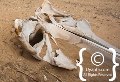 Images Of The Skeleton Coast