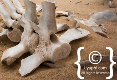 Images Of The Skeleton Coast