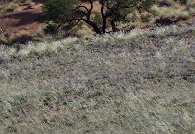 Namib Dune Star Camp Gallery