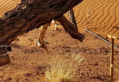 Photo Gallery of Namib Dune Star Camp
