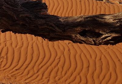 Photo Gallery of Namib Dune Star Camp
