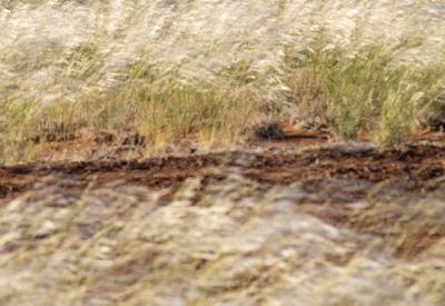 Photo Gallery of Namib Dune Star Camp