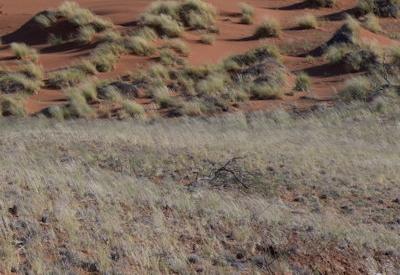 Namib Dune Star Camp Gallery