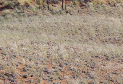 Namib Dune Star Camp Gallery