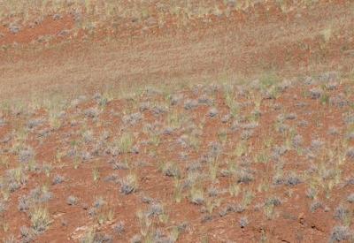 Namib Dune Star Camp Gallery