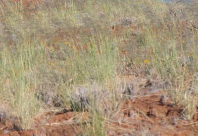 Namib Dune Star Camp Gallery