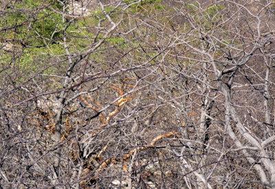 Photo Gallery of Safarihoek Lodge