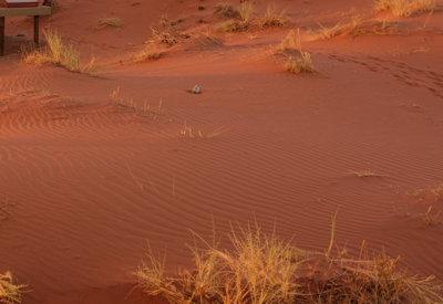 Photo Gallery of Wolwedans Dune Camp
