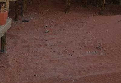 Wolwedans Dunes Lodge Gallery