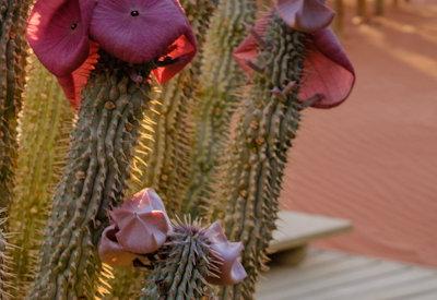 Wolwedans Dunes Lodge Gallery