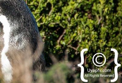 Boulders Beach Penguins