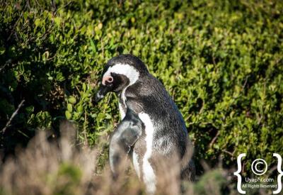 African penguins resting on granite boulders Boulders Beach Simon's Town Cape Peninsula