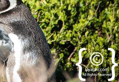Boulders Beach Penguins